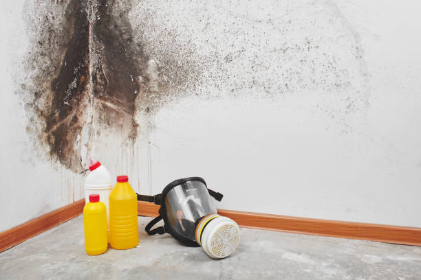 Best Commercial Mold Removal  in Lakemore, OH