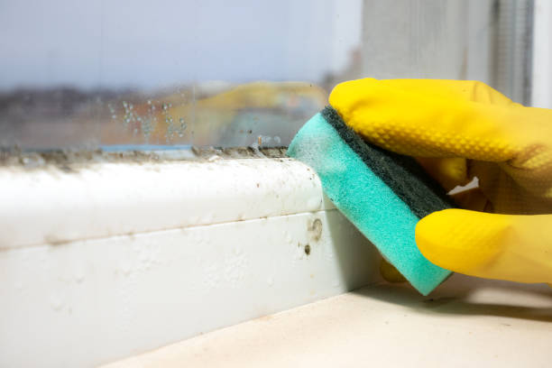 Best Toxic Mold Removal  in Lakemore, OH