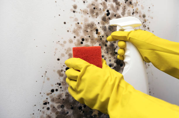 Best Emergency Mold Removal  in Lakemore, OH