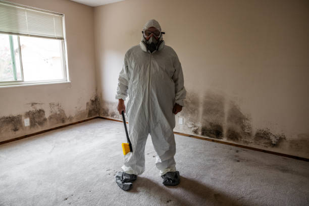 Best Attic Mold Removal  in Lakemore, OH