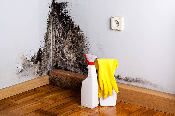 Best Crawl Space Mold Removal  in Lakemore, OH